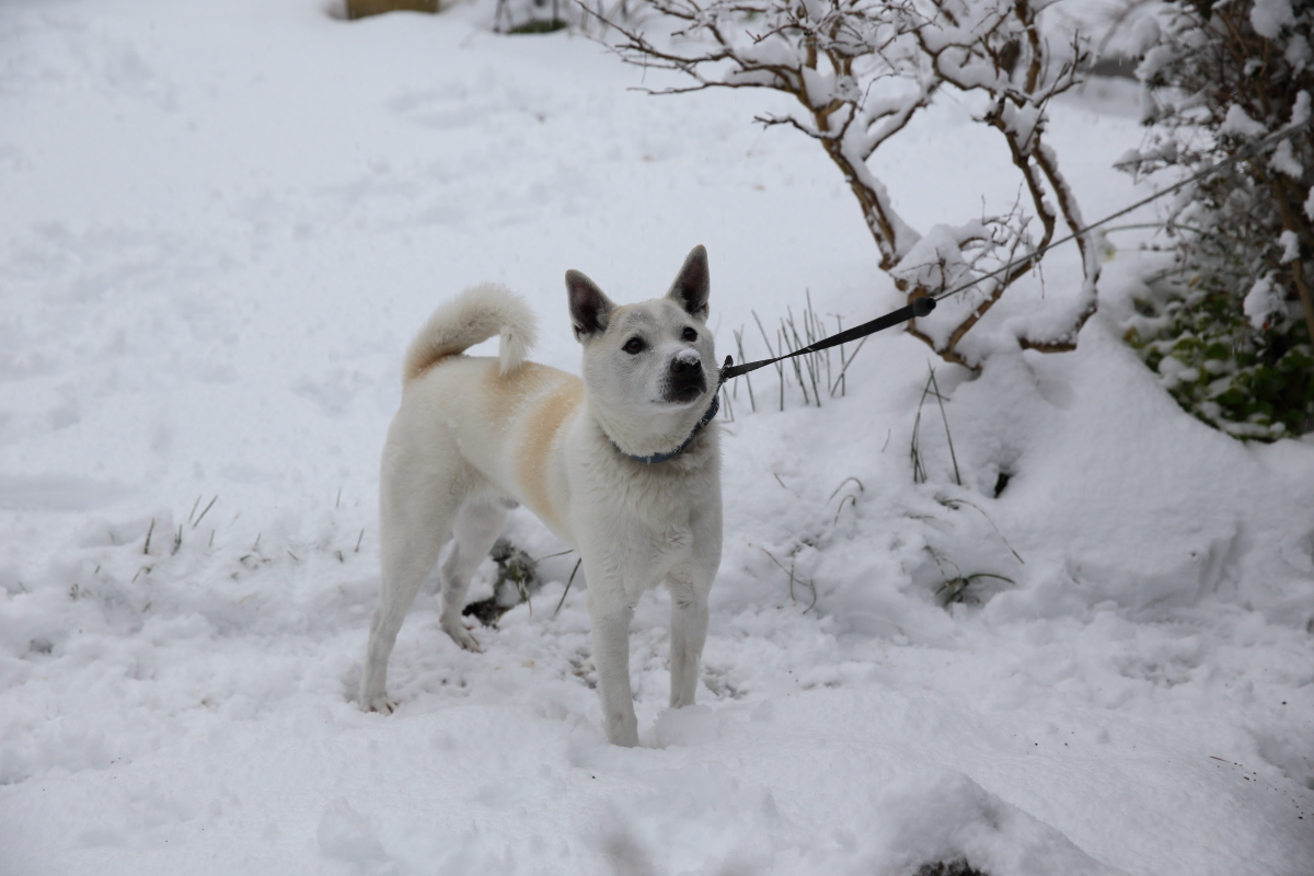 雪やこんこん_a0157609_1021299.jpg