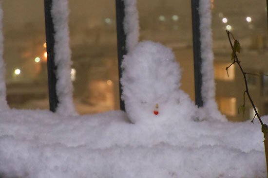 どこもかしこも雪。新宿御苑のラン-5_e0255509_20442548.jpg