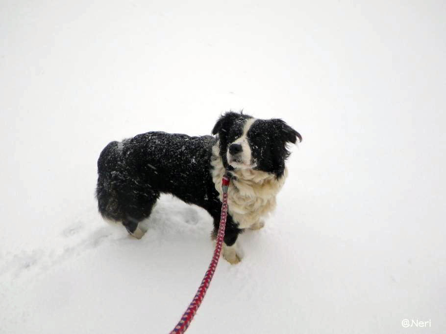 【犬】雪の中を・・_f0141609_11141062.jpg