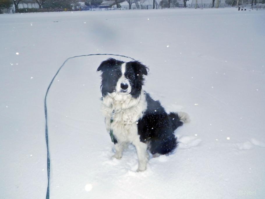 【犬】雪の中を・・_f0141609_1114194.jpg