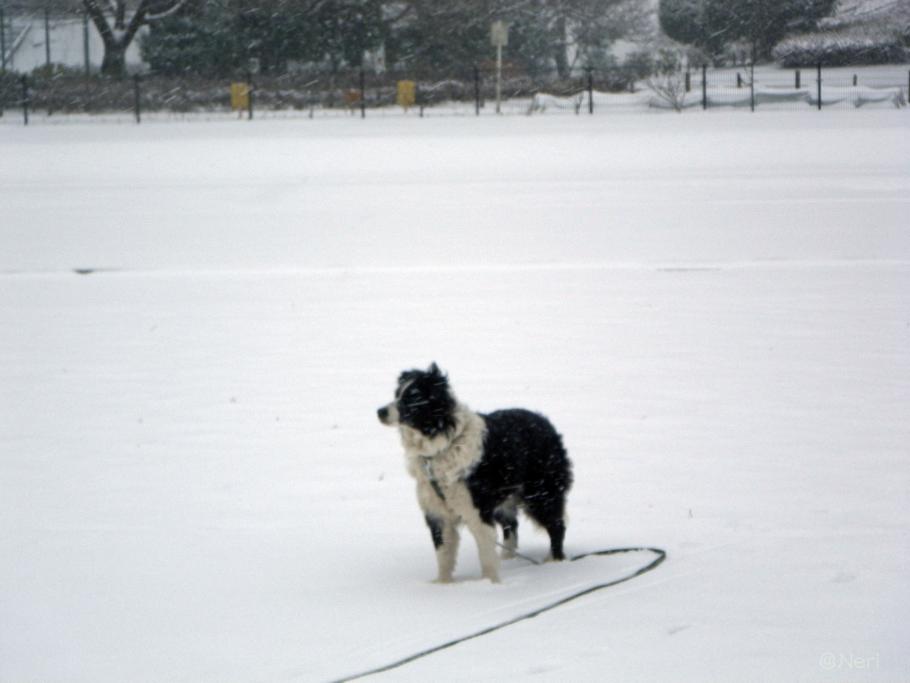 【犬】雪の中を・・_f0141609_11142628.jpg