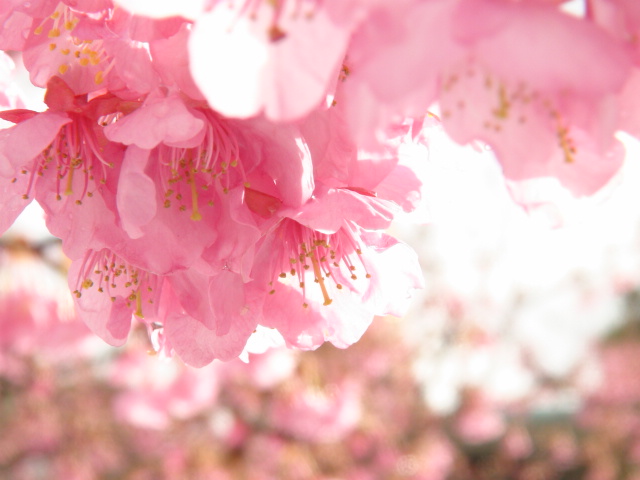  河津桜の花と白梅の開花…2015/1/15_f0231709_21554881.jpg