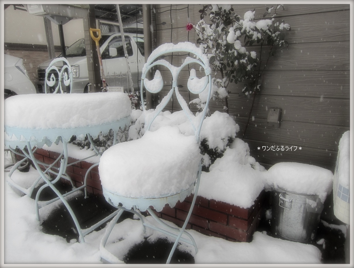 * 降り積もる雪 *_d0317115_20482097.jpg