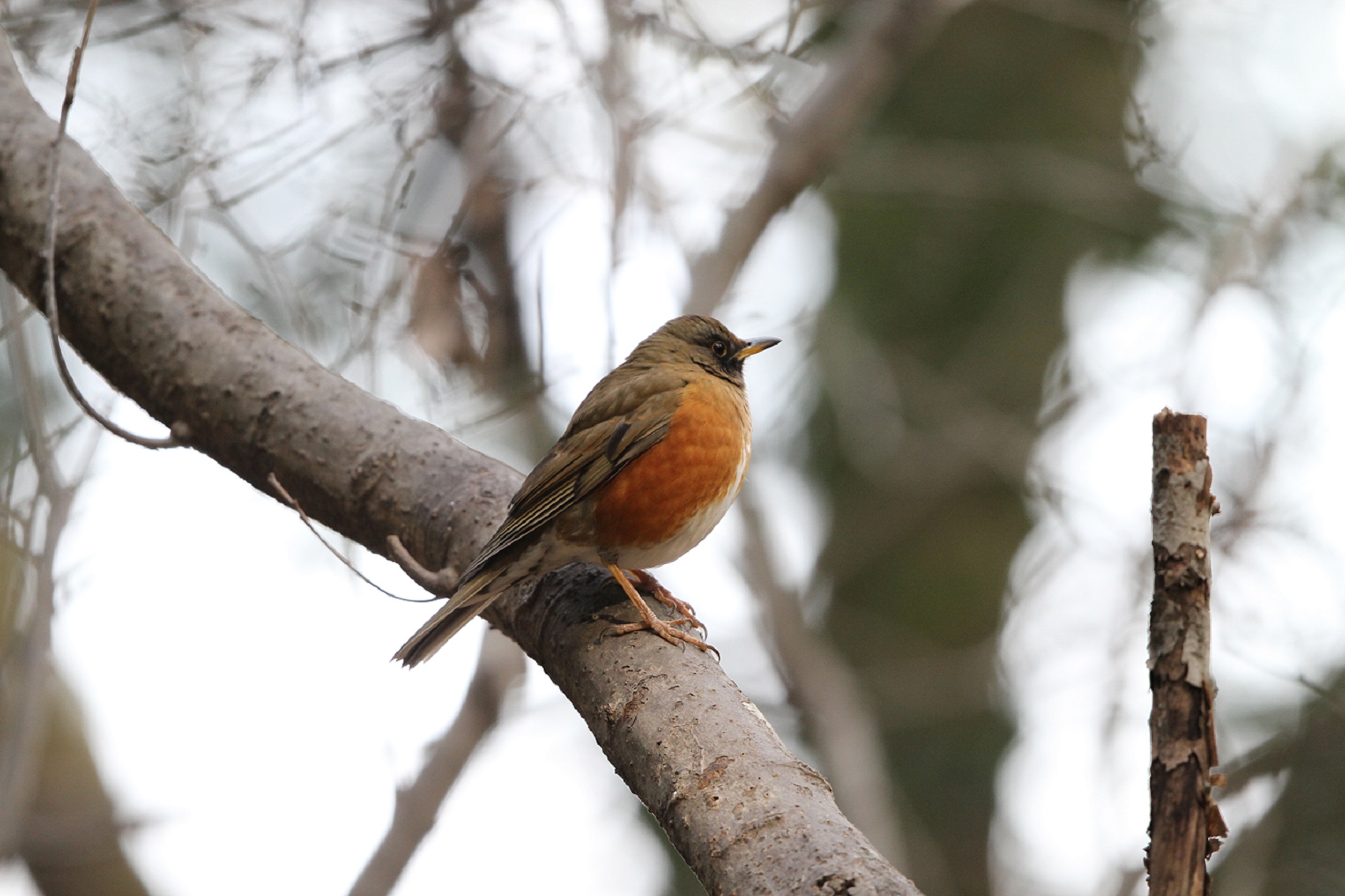 アカハラに再び逢ってきました 私の鳥撮り散歩