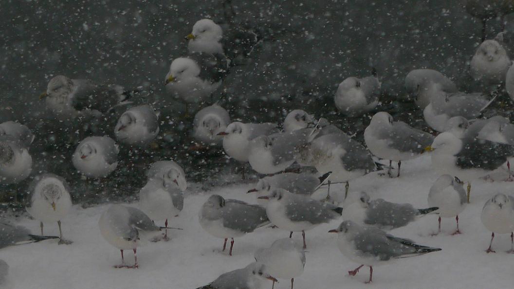 雪 の 中 の カ モ メ　No.1_d0039021_18403997.jpg