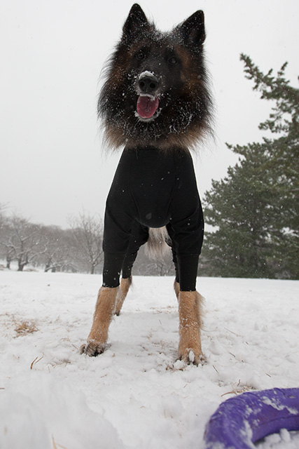 朝から雪だっ！_e0192921_15362721.jpg