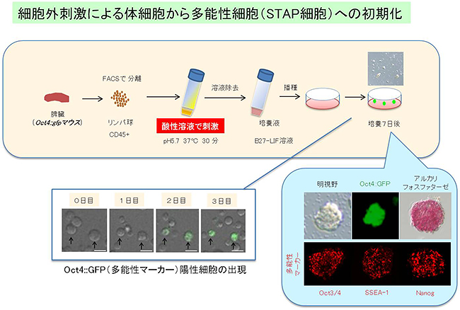 小保方さん関係（その７）：STAP細胞のインパクトとこれから【追記しました】_d0028322_08393418.jpg