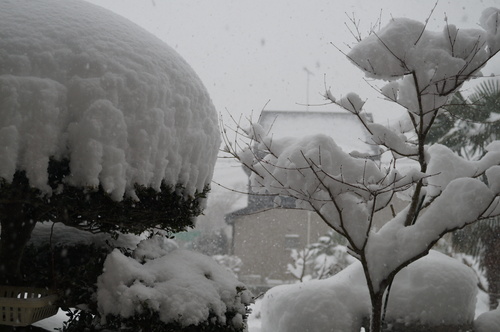 【簡単に讃岐カレーうどん】【bvividさんへ「こんだてnote」のご紹介お礼】今積雪25cm＠＠！_b0033423_13441433.jpg
