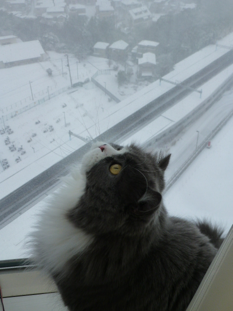 2014 雪の日と猫の足跡_e0237625_12255284.jpg