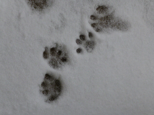 2014 雪の日と猫の足跡_e0237625_12354266.jpg