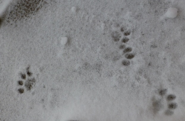 2014 雪の日と猫の足跡_e0237625_1235641.jpg