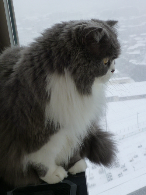 2014 雪の日と猫の足跡_e0237625_1236410.jpg