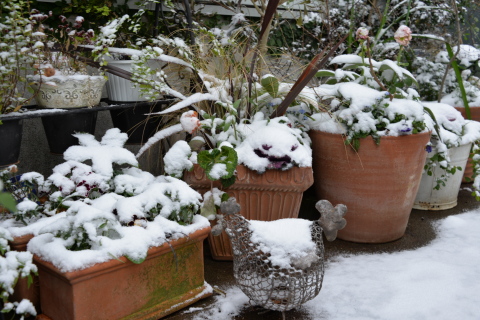 大雪の中の鳥たち_e0335926_16095040.jpg