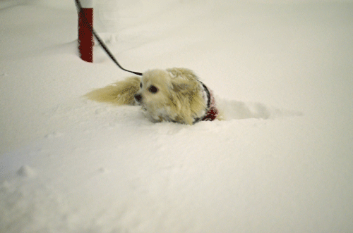d0016727_22481654.gif
