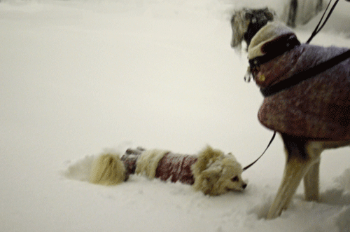 d0016727_22482062.gif