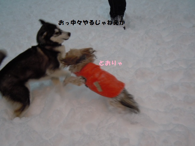 f0114128_2294232.jpg