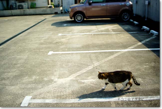 【の】野良猫か？：のらねこか？_c0221529_14322278.jpg