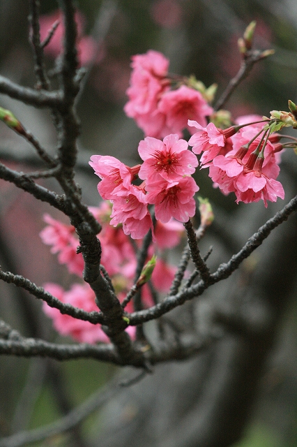 葉桜に変わる頃_d0175338_1058145.jpg