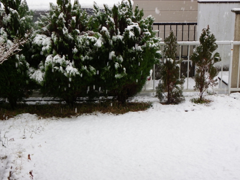 ムラサキツバメシジミ 2月7日雪の中で・・・_d0254540_12381662.jpg