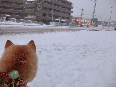 追いかけて～雪国_e0113842_19422663.jpg