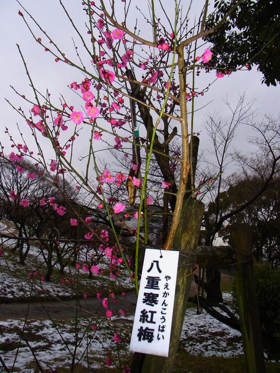 2月8日（雪のち雨）ﾀｲﾄﾙ：積雪5ｃｍ_f0105542_22364572.jpg