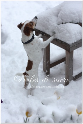 大雪です!!_f0199750_20182508.jpg