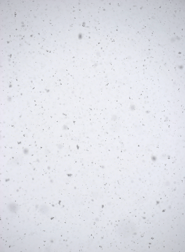2月8日 大雪警報発令中_a0001354_18581638.gif