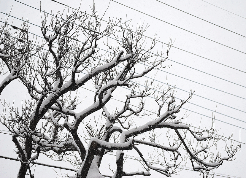 2月8日 大雪警報発令中_a0001354_1943147.gif
