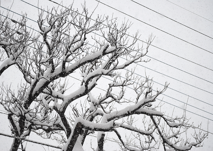 2月8日 大雪警報発令中_a0001354_1963216.gif