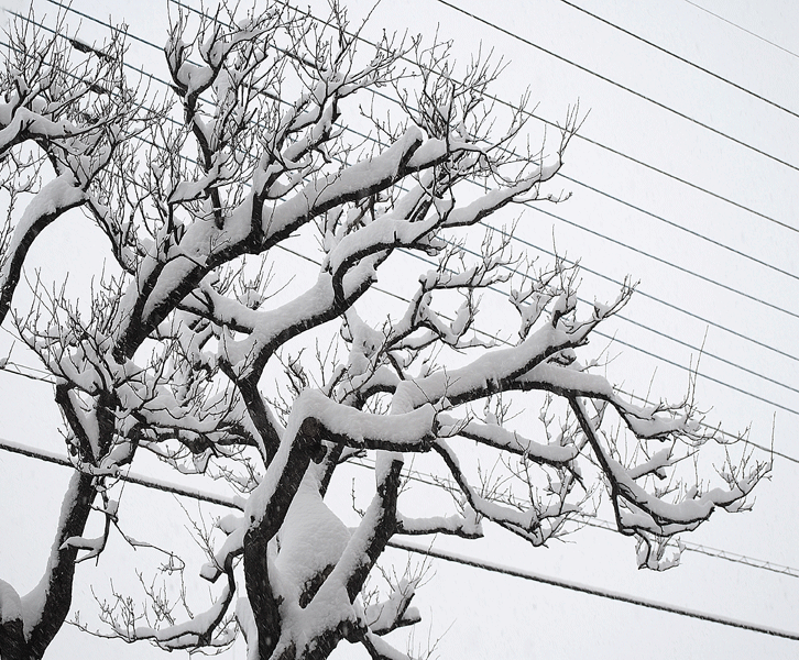 2月8日 大雪警報発令中_a0001354_1965442.gif