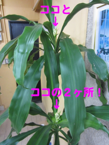 d0204154_17523937.jpg