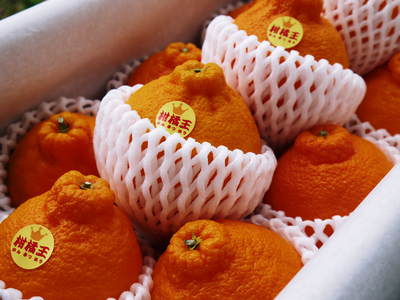 デコポン（肥後ポン） 樹上完熟デコポン「ひのゆたか」と