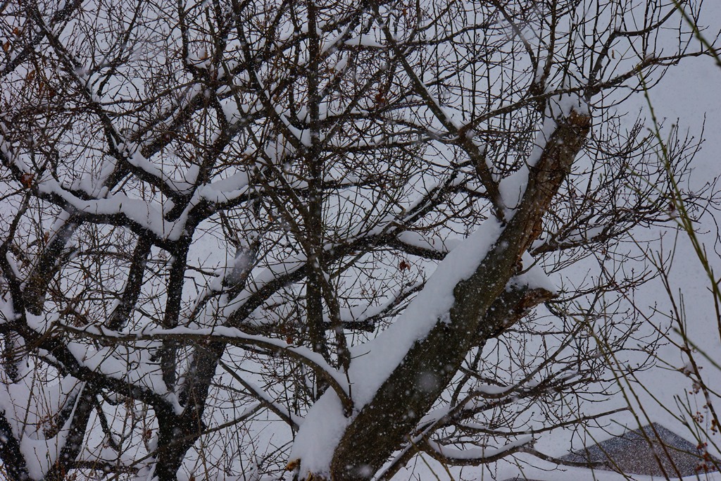 snow（長野県松本市　大雪(T_T)）_e0223456_21484857.jpg