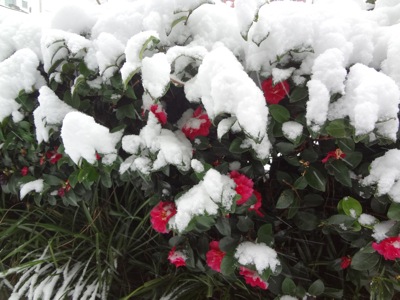 2014.2.8  大雪　＠浅草橋_f0230666_2112920.jpg