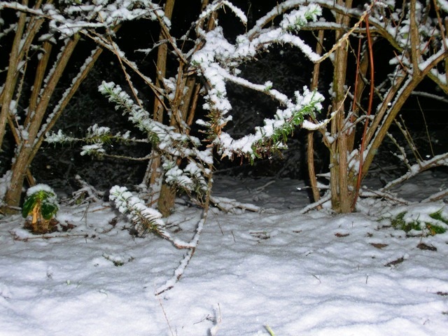 c0105569_05362.jpg