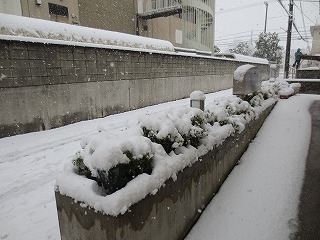 2014年の大雪です_f0137969_10183977.jpg