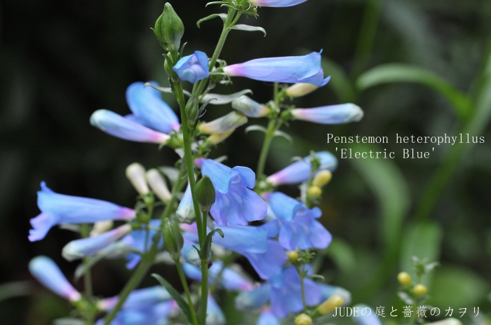 ペンステモン エレクトリックブルー ｊｕｄｅの庭と薔薇のカヲリ
