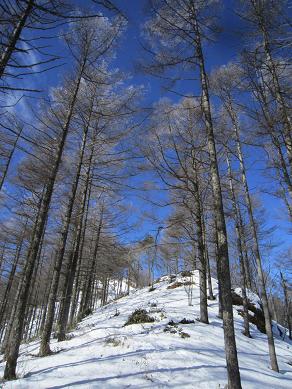 守屋山　　それがさ、霧氷あったんよ♪　_f0302771_1512728.jpg