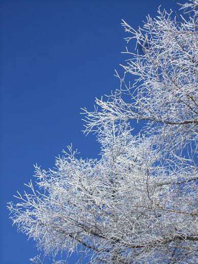 守屋山　　それがさ、霧氷あったんよ♪　_f0302771_1515963.jpg