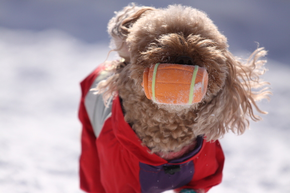 「−２４℃の犬森さん」_e0133273_19184882.jpg