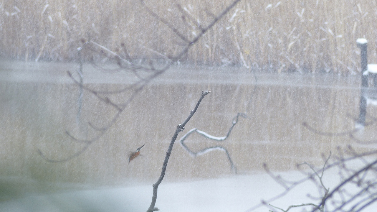 【 日記 2014　2/8（土) 】　白幡沼も雪化粧_a0185081_14282688.jpg