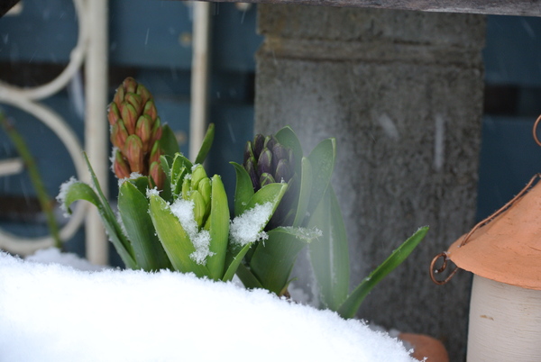 ❄雪に埋もれた庭のオーナメント❄_b0299185_16504856.jpg