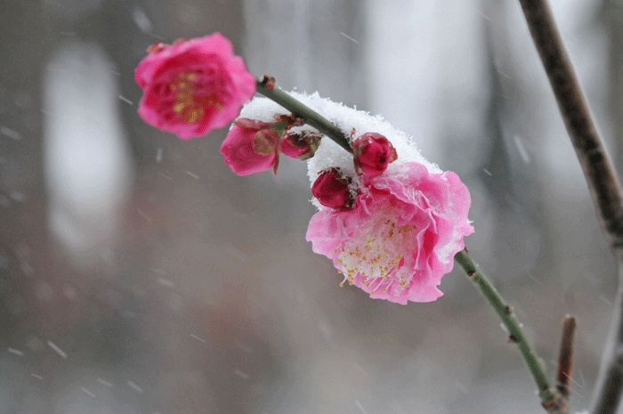 雪降り積む　＜寒菊　紅梅　他＞_e0248688_178184.gif