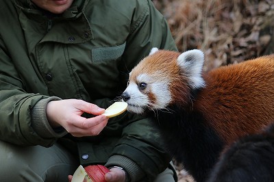 レッサーパンダ　2014.2.1 ①_e0229690_16452470.jpg