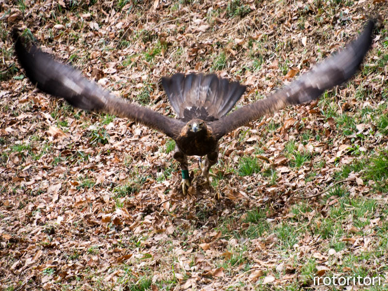 かっこいい イヌワシ 14 02 07 いろとりとり