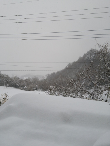 大雪(//∇//)_d0291493_15440077.jpg