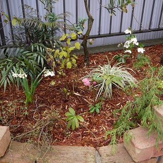 2014年2月 河内長野市 花壇植栽_a0233896_174415.jpg