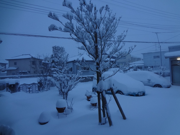 今朝起きたら雪国だった～！！！_e0292102_11391149.jpg