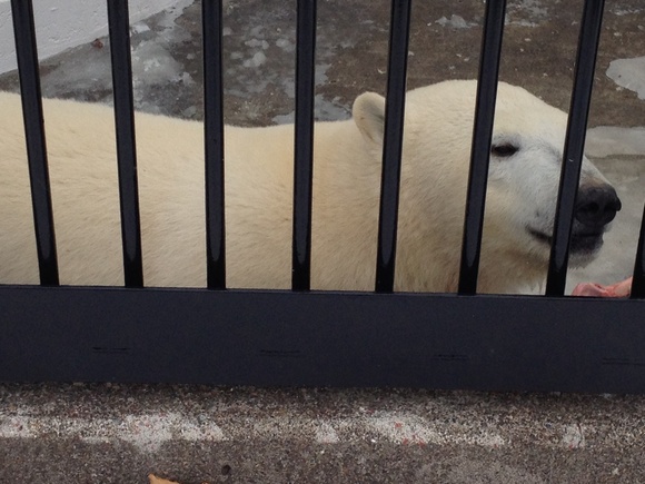 ミルク、会いに来たよ！ ｜ ホッキョクグマ ミルク 釧路市動物園_e0319302_20292774.jpg