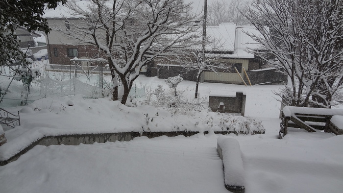 大雪だぁ～＼(◎o◎)／！_b0290816_1553548.jpg